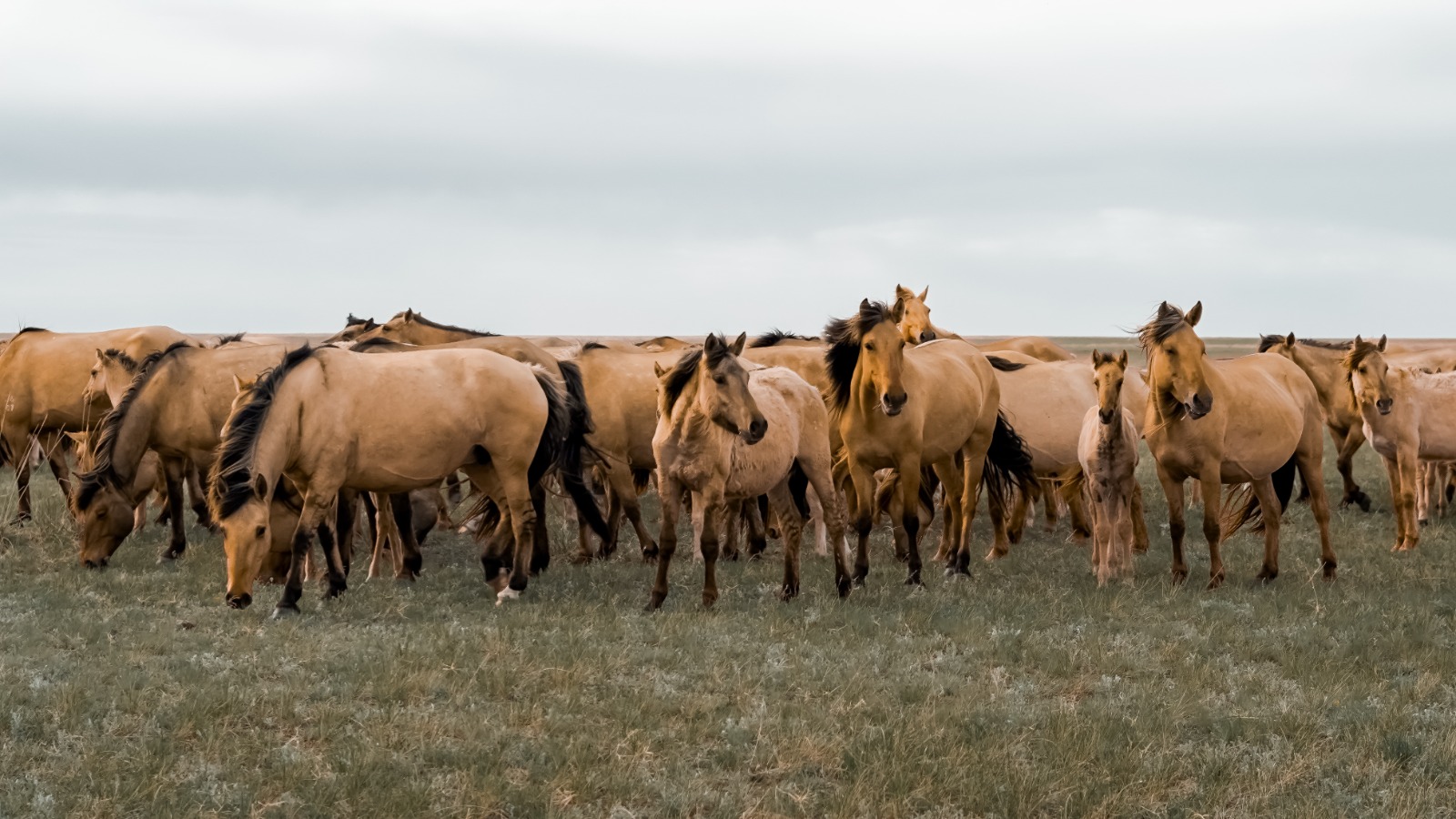  НАУКА В СЕДЛЕ: SHAKARIM UNIVERSITY ОТКРЫВАЕТ ПУТЬ К ИНТЕЛЛЕКТУАЛЬНОМУ КОНЕВОДСТВУ