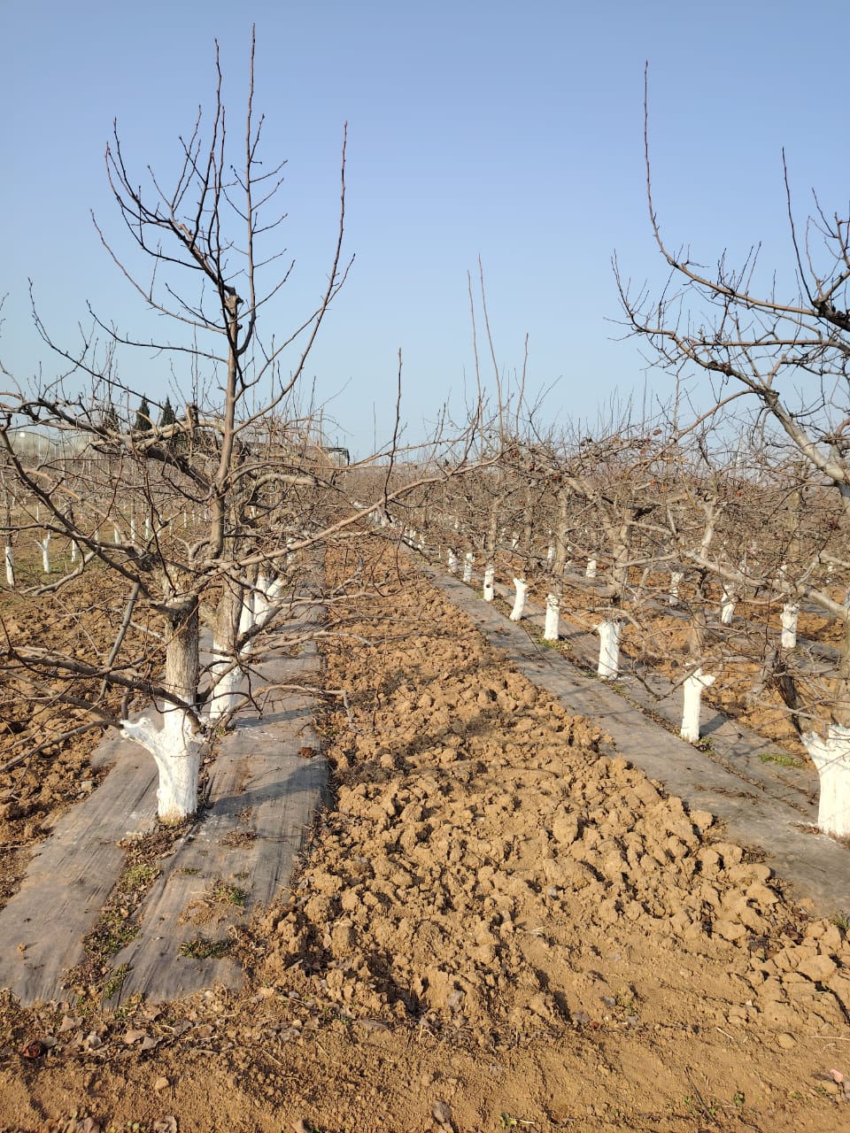 Шәкәрім университеті оқытушыларының Қытай еліндегі ғылыми тағылымдамасы – халықаралық ынтымақтастықтың жаңа белесі