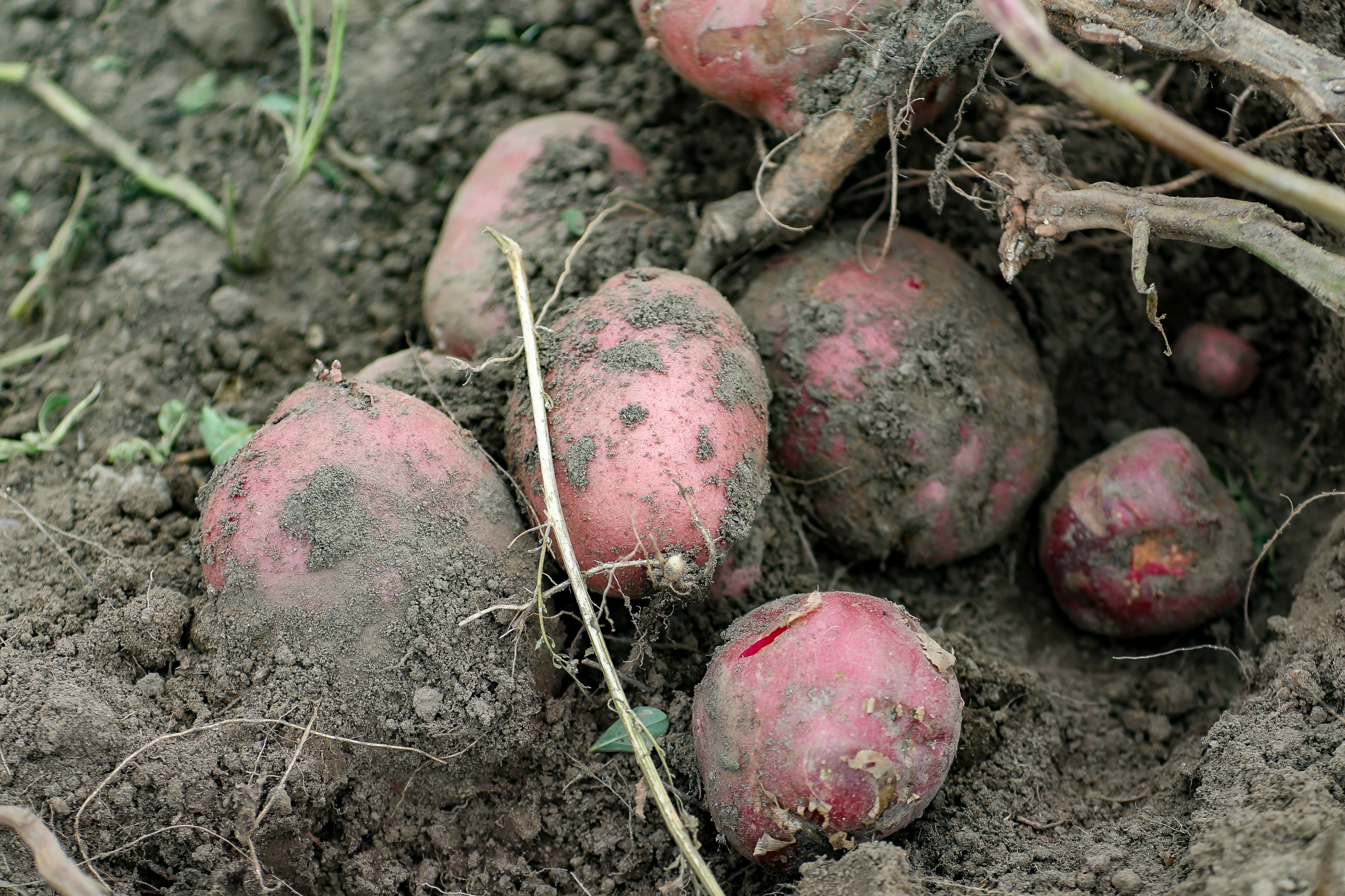 В Агробиолаборатории Shakarim University идет сбор урожая