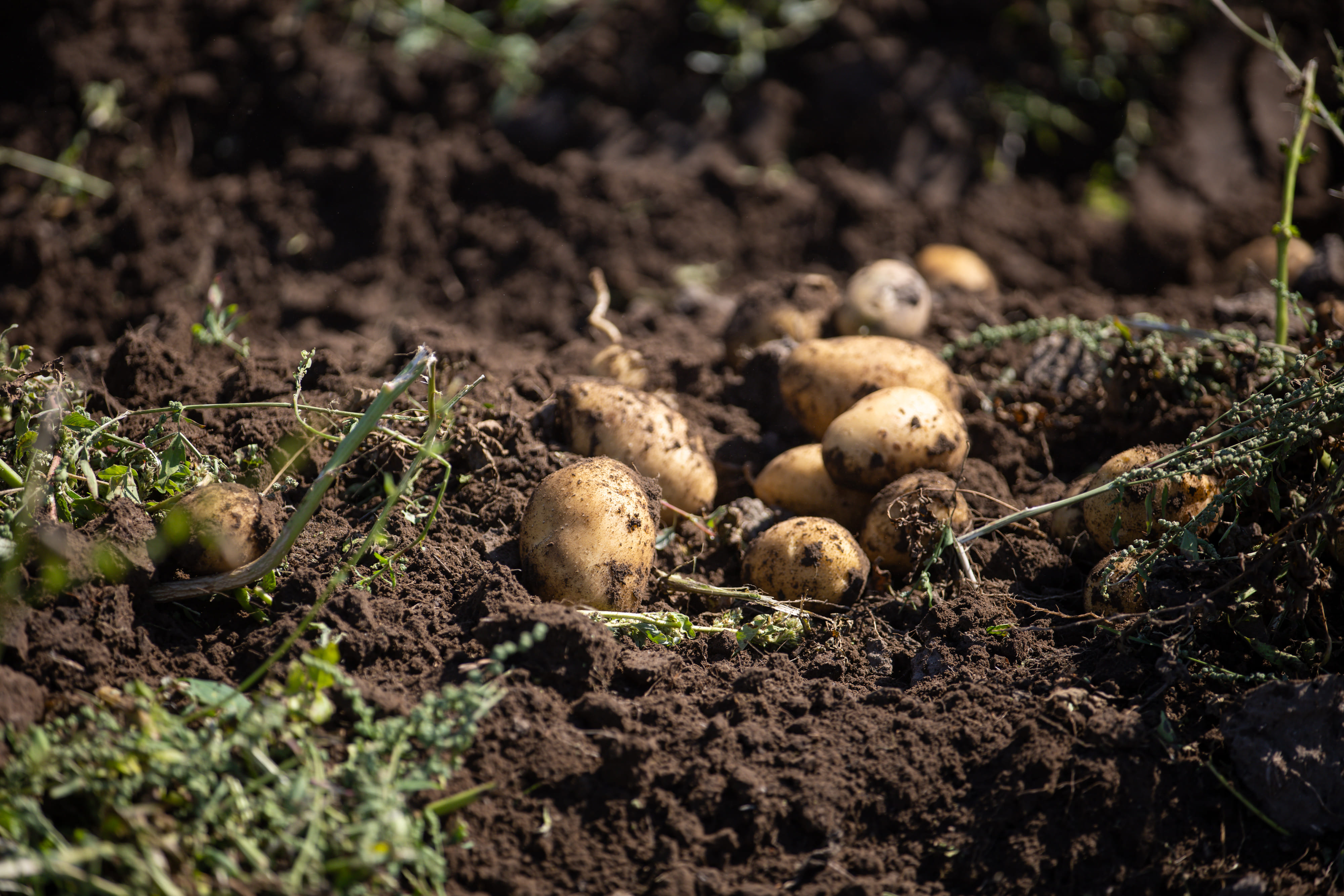 В Агробиолаборатории Shakarim University идет сбор урожая