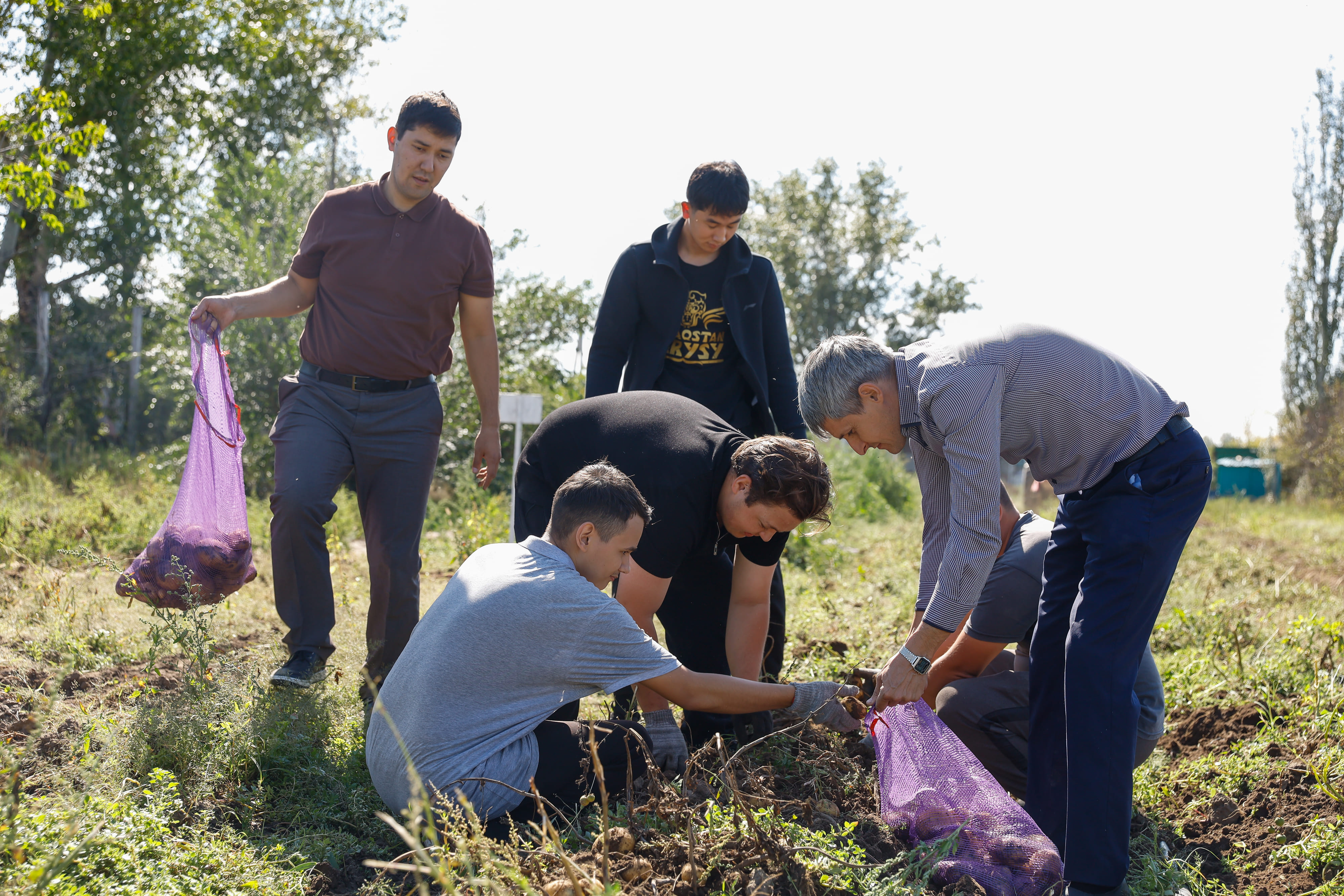 В Агробиолаборатории Shakarim University идет сбор урожая