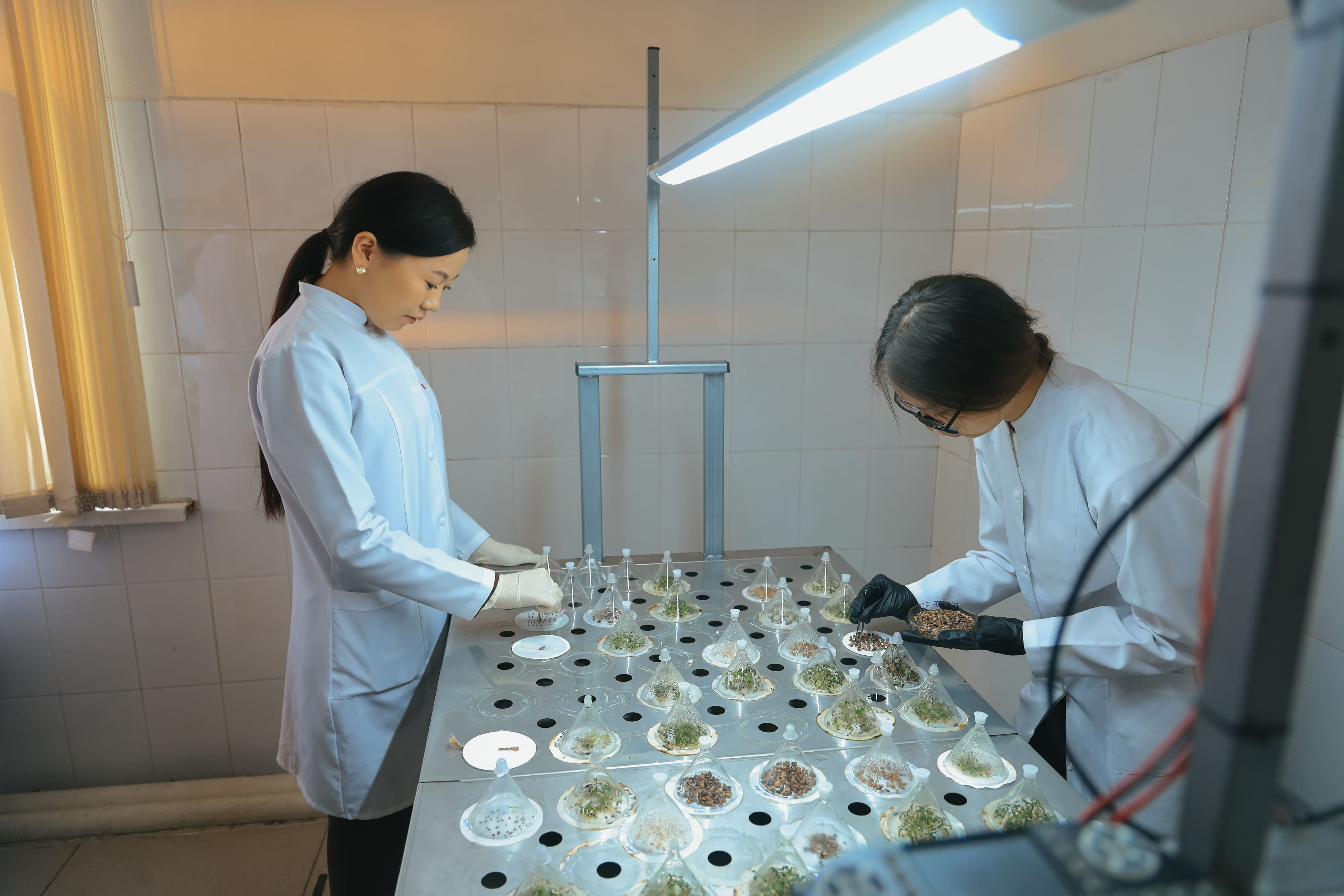 Жаңару күні – жаңғыру мен жаңа бастамалардың символы