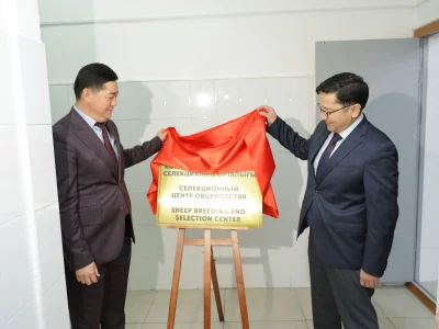 Қой шаруашылығын дамытуға жаңа қадам