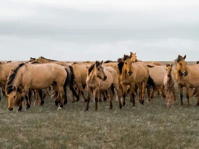 НАУКА В СЕДЛЕ: SHAKARIM UNIVERSITY ОТКРЫВАЕТ ПУТЬ К ИНТЕЛЛЕКТУАЛЬНОМУ КОНЕВОДСТВУ