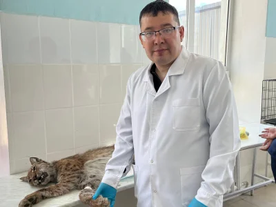 Операция на грани дикой природы. Когда  неравнодушие дает возможность рыси обрести   шанс на жизнь